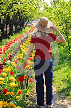 girl in jeans and wide straw hat picking colorful tulips with metal bucket in Europe