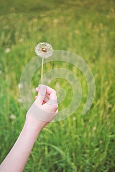 the girl keeps a blooming dandelion on the background of green grass, spring and summer season, the concept of pollen allergy and