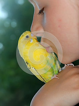 Girl kissing budgerigar photo