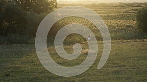 Girl with long hair approaches a flock of birds in a field and jumps to frighten the swifts. The setting sun, reeds, a