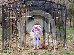Girl looking into empty animal enclosure