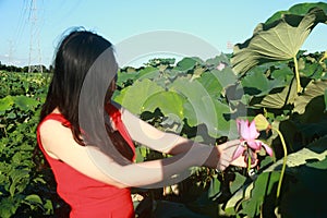 A girl is looking at lotus, touch lotus in gu yi garden