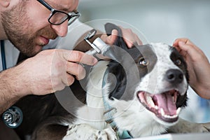 Girl looking at veterinary doctor examining dog`s ear through otoscope equipment in clinic