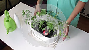 A girl looks after a mint growing in a pot. Sets the pot on the table. Nearby there is a watering can and a pulverizer for waterin