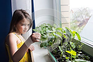 Girl looks at the young green leaves of vegetable