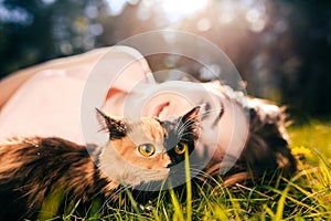 Girl lying on grass with cat. Spring or summer warm weather concept. Bokeh background. Ginger kitten with two face color mask