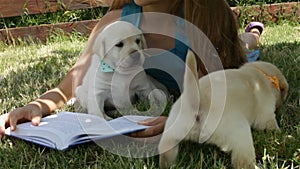 Girl lying on the grass trying to read and playing with puppies