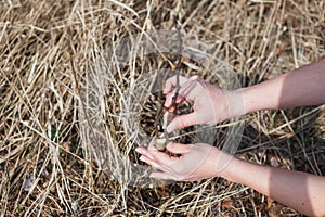 A girl makes a wild apple graft in early spring