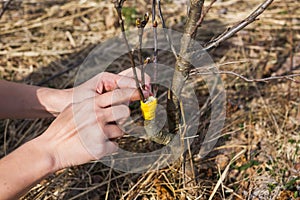 A girl makes a wild apple graft in early spring