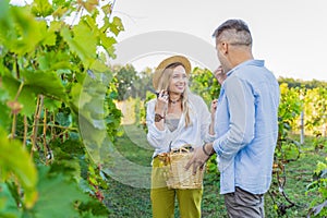 A girl and a man are picking grapes at a grapevine