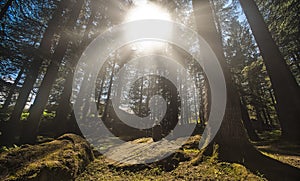 Girl meditate surrounded by a variety of crowns of the trees in the spring forest against the blue sky