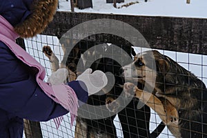 A girl in mittens chooses puppy behind fence of aviary. Alaskan husky kennel. The concept of adopting pets from shelter.