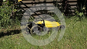 The girl is mowing an uneven lawn with yellow lawnmower barefoot. Close up