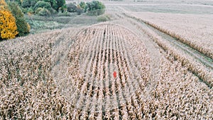 A girl in orange sweater walks in the corn field. Aerial view