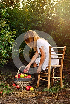 A girl in orchard pick apples in basket