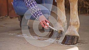 Girl Painting Horse Hooves - Hooves Painting Taking Care And Grooming Of Horses