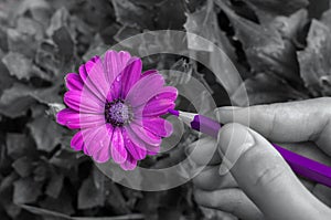 girl paints a daisy flower in purple, pencil