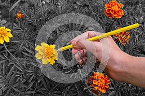 Girl paints flowers Marigolds in orange color pencil