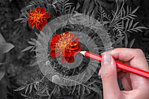 girl paints flowers Marigolds in red pencil