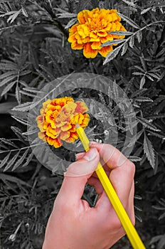 Girl paints flowers Marigolds yellow pencil