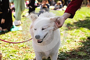 Girl pet American Eskimo Dog in park