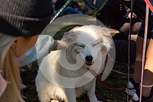 Girl pet American Eskimo Dog in park