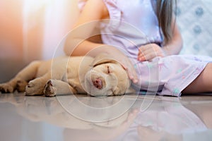 Girl pet sleeping labrador cub