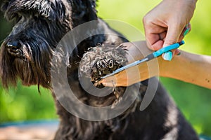 Girl pets hairdresser shears with special sharp blue scissors the fur on the paw of small cute black dog breed schnauzer