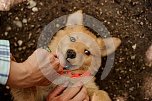 Girl petting a cute ginger color dog lying on the ground