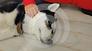 Girl petting a Husky dog