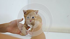 Girl petting a kitten playing red love friendship
