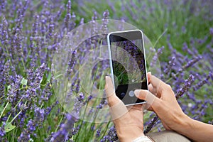 A girl photographs lavender flowers in a field on a smartphone. Lifestyle, hobby