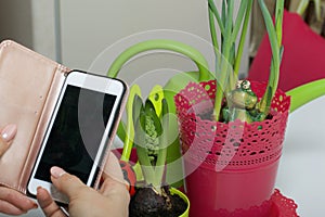 The girl photographs on a smartphone hyacinth and daffodil in a pot. Clay drinkers are next to the flowers