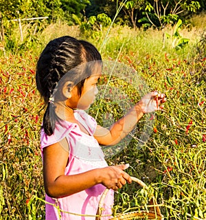 Girl pick up chilli.