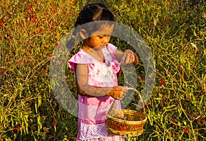 Girl pick up chilli.