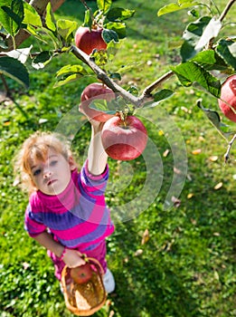 Girl picked apples