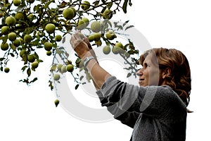 Girl picking an apple on white