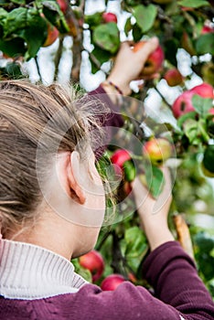 girl picking apples from a tree