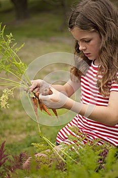 Girl picking carrots out of vegetable garden