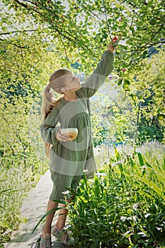 Girl picking cherries