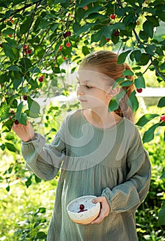 Girl picking cherries