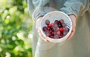 Girl picking cherries