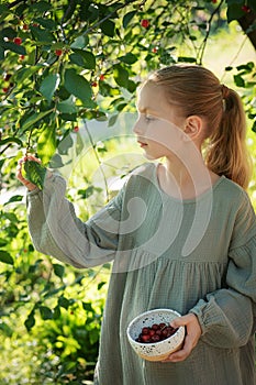 Girl picking cherries