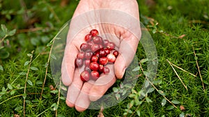 Girl picking cranberries in the woods