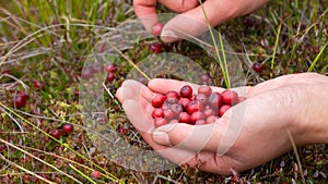 Girl picking cranberries in the woods