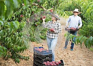 Girl picking peaches in garden