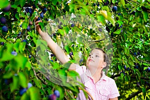 Girl picking plums from a tree