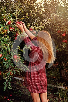 Girl is picking red apples in orchard