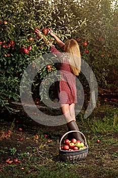 Girl is picking red apples in orchard