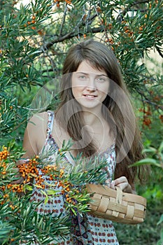 Girl picking seabuckthorn